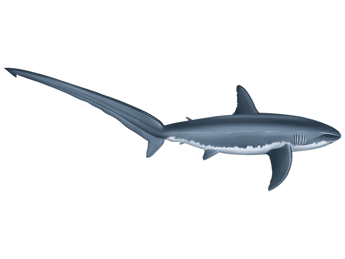 Thresher Shark