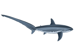Thresher Shark
