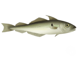 Haddock